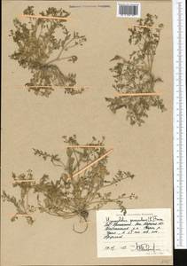 Hornungia procumbens (L.) Hayek, Middle Asia, Caspian Ustyurt & Northern Aralia (M8) (Kazakhstan)