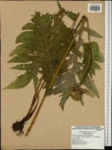 Cirsium oleraceum (L.) Scop., Eastern Europe, Central region (E4) (Russia)