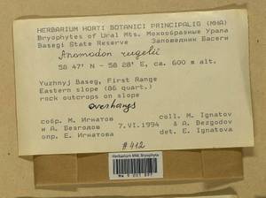 Anomodontopsis rugelii (Müll. Hal.) Ignatov & Fedosov, Bryophytes, Bryophytes - Permsky Krai, Udmurt Republic, Sverdlovsk & Kirov Oblasts (B8) (Russia)