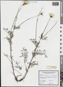 Tanacetum zahlbruckneri (Nábělek) Grierson, South Asia, South Asia (Asia outside ex-Soviet states and Mongolia) (ASIA) (Turkey)