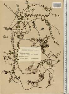 Vaccinium oxycoccos L., Eastern Europe, Latvia (E2b) (Latvia)