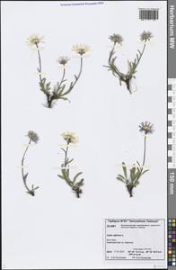 Aster alpinus L., Siberia, Central Siberia (S3) (Russia)