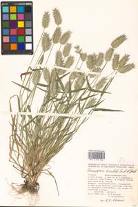Eremopyrum orientale (L.) Jaub. & Spach, Eastern Europe, Lower Volga region (E9) (Russia)