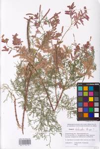 Tamarix hohenackeri Bunge, Eastern Europe, Lower Volga region (E9) (Russia)