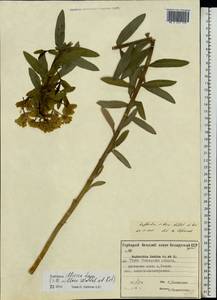 Euphorbia illirica Lam., Eastern Europe, Belarus (E3a) (Belarus)