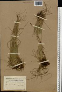 Carex montana L., Eastern Europe, Central forest-and-steppe region (E6) (Russia)
