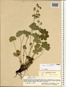 Alchemilla hebescens Juz., Mongolia (MONG) (Mongolia)