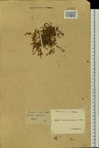Stellaria humifusa Rottb., Siberia, Yakutia (S5) (Russia)
