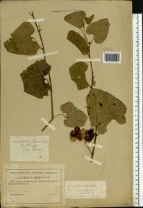 Aristolochia clematitis L., Eastern Europe, Middle Volga region (E8) (Russia)