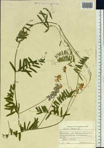 Vicia cracca L., Siberia, Western Siberia (S1) (Russia)