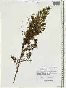 Artemisia arenaria DC., Caucasus, Azerbaijan (K6) (Azerbaijan)