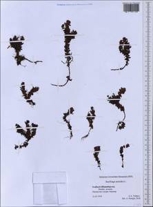 Saxifraga aizoides L., Western Europe (EUR) (Svalbard and Jan Mayen)