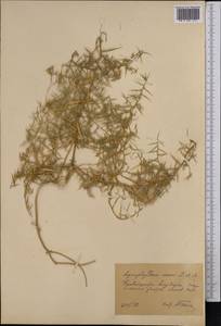 Agriophyllum minus Fisch. & C. A. Mey., Middle Asia, Syr-Darian deserts & Kyzylkum (M7)