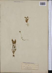 Lomatogonium carinthiacum (Wulfen) Reichenb., Western Europe (EUR) (Switzerland)