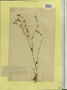 Arabidopsis thaliana (L.) Heynh., Eastern Europe, Belarus (E3a) (Belarus)