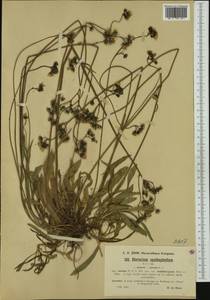 Pilosella floribunda (Wimm. & Grab.) Fr., Western Europe (EUR) (Austria)