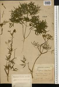 Cenolophium fischeri (Spreng.) W. D. J. Koch, Eastern Europe, Central forest-and-steppe region (E6) (Russia)