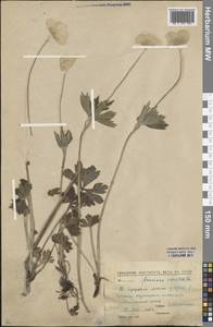 Anemone sylvestris L., Siberia, Altai & Sayany Mountains (S2) (Russia)