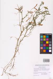 Lathyrus hirsutus L., Eastern Europe, Rostov Oblast (E12a) (Russia)