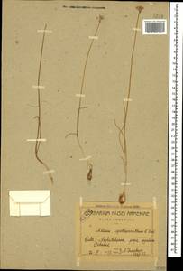 Allium rubellum M.Bieb., Caucasus, Azerbaijan (K6) (Azerbaijan)