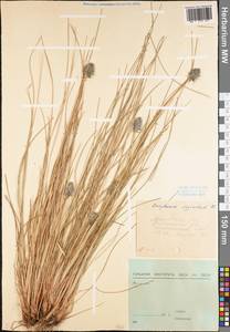 Eriophorum vaginatum L., Eastern Europe, Central forest region (E5) (Russia)