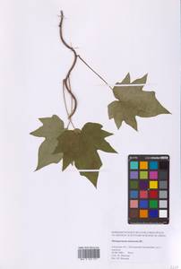 Menispermum dauricum DC., Siberia, Russian Far East (S6) (Russia)