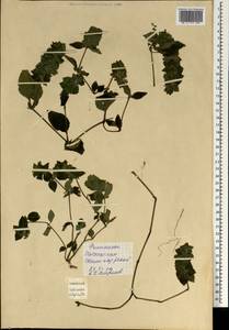 Magnoliopsida, South Asia, South Asia (Asia outside ex-Soviet states and Mongolia) (ASIA) (Philippines)