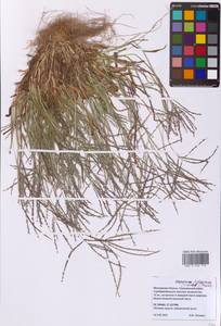 Digitaria ischaemum (Schreb.) Muhl., Eastern Europe, Moscow region (E4a) (Russia)