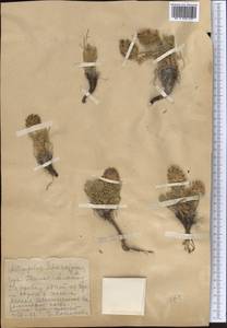 Oxytropis trichocalycina Bunge, Middle Asia, Western Tian Shan & Karatau (M3)