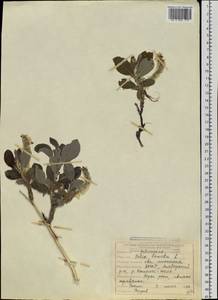 Salix lanata L., Siberia, Yakutia (S5) (Russia)