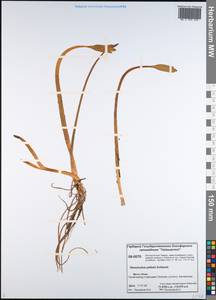 Coptidium pallasii (Schltdl.) Á. Löve & D. Löve, Siberia, Central Siberia (S3) (Russia)
