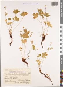 Potentilla elatior Willd. ex Schltdl., Caucasus, Abkhazia (K4a) (Abkhazia)