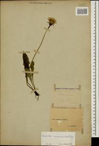 Leontodon caucasicus (M. Bieb.) Fisch., Caucasus, Stavropol Krai, Karachay-Cherkessia & Kabardino-Balkaria (K1b) (Russia)