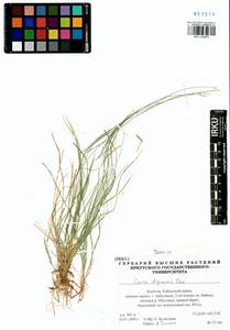 Carex disperma Dewey, Siberia, Baikal & Transbaikal region (S4) (Russia)