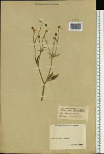 Ranunculus polyanthemos L., Eastern Europe, Volga-Kama region (E7) (Russia)