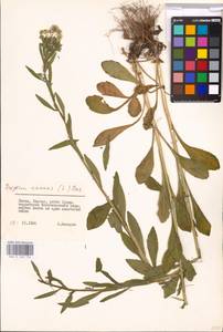 Erigeron annuus (L.) Pers., Eastern Europe, Lithuania (E2a) (Lithuania)