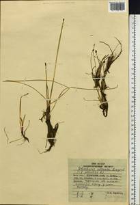 Eleocharis palustris (L.) Roem. & Schult., Siberia, Russian Far East (S6) (Russia)