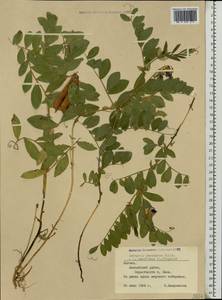 Lathyrus japonicus Willd., Eastern Europe, Latvia (E2b) (Latvia)