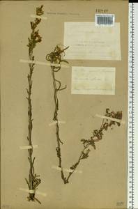 Campanula sibirica L., Siberia, Altai & Sayany Mountains (S2) (Russia)