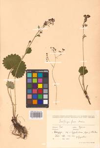 Micranthes fusca (Maxim.) S. Akiyama & H. Ohba, Siberia, Russian Far East (S6) (Russia)