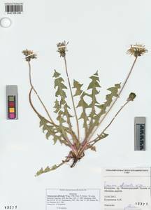 Taraxacum officinale Weber ex Wiggins, Siberia, Altai & Sayany Mountains (S2) (Russia)