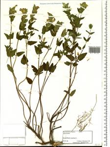 Scutellaria supina L., Eastern Europe, Rostov Oblast (E12a) (Russia)