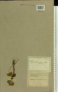 Chrysosplenium alternifolium L., Eastern Europe, Northern region (E1) (Russia)