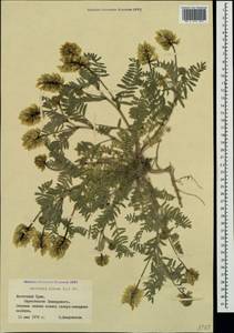 Oxytropis pilosa (L.)DC., Crimea (KRYM) (Russia)