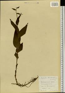 Epipactis thunbergii A.Gray, Siberia, Russian Far East (S6) (Russia)