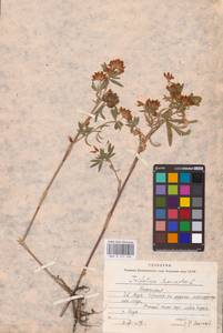 Trifolium lupinaster L., Eastern Europe, Eastern region (E10) (Russia)