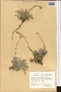 Smelowskia calycina (Stephan) C.A. Mey., Middle Asia, Western Tian Shan & Karatau (M3) (Kyrgyzstan)