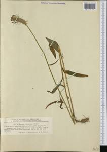 Phyteuma tetramerum Schur, Western Europe (EUR) (Romania)