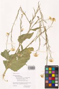 Rhamphospermum arvense (L.) Andrz. ex Besser, Eastern Europe, Central region (E4) (Russia)