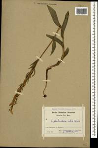 Cephalanthera rubra (L.) Rich., Caucasus, Armenia (K5) (Armenia)